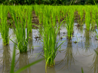 Obraz premium Umphang rice fields, tadpoles in the rice fields, green rice fields, Umphang, Tak, Thailand