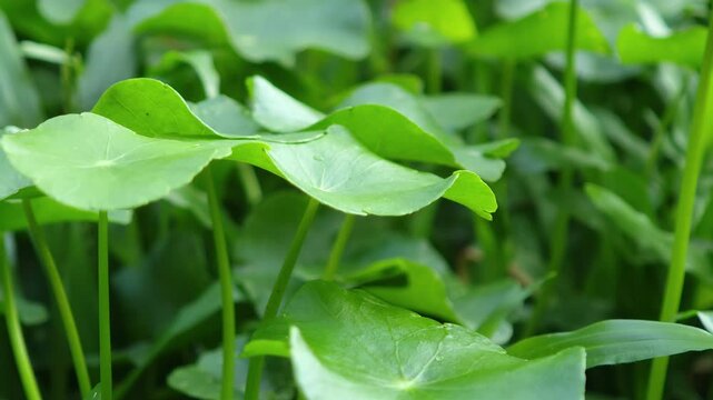 Fresh Gotu Kola in the Garden