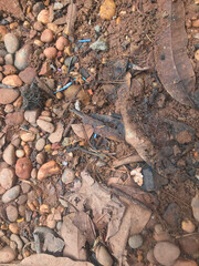 The leaves are blackened by rain and have debris mixed in with the leaves.