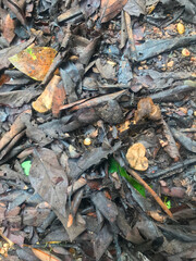 The leaves are blackened by rain and have debris mixed in with the leaves.