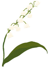 은방울꽃 손그림 일러스트 (lily of the valley flowers)