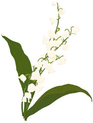 은방울꽃 손그림 일러스트 (lily of the valley flowers)