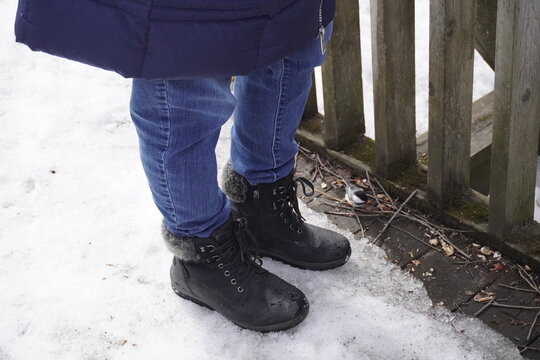 black-capped chickadee on a person's boot