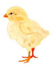 ニワトリのヒヨコ