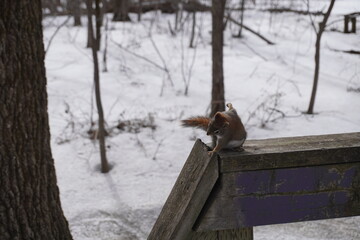 Small red squirrel in a park in Quebec