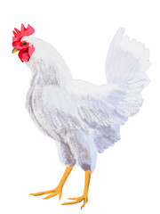 白にわとり（雄鶏）
