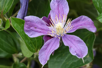 Clematis arables. a climbing garden plant. Pink flowers.