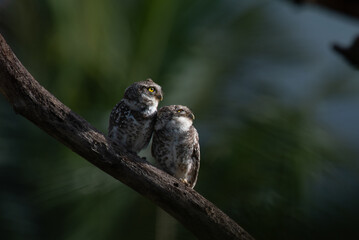 Two adorable spotted owlets perch closely on a tree branch, the background is blurred with lush green and sky blue.