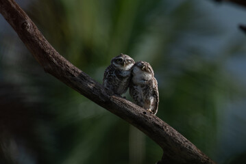 Two adorable spotted owlets perch closely on a tree branch and watching , the background is blurred with lush green and sky blue.