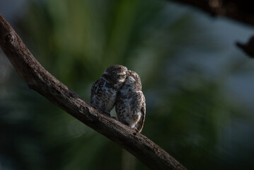 Two adorable spotted owlets perch closely on a tree branch and making kiss , the background is blurred with lush green and sky blue.
