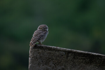 A adorable spotted owlet perch closely on a cement floor, the background is blurred with lush green...