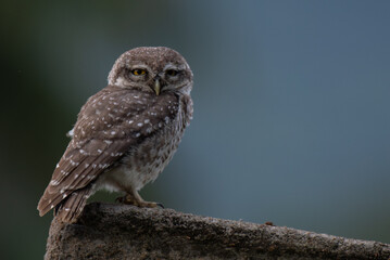 A adorable spotted owlet perch closely on a cement floor, the background is blurred with lush green and sky blue.