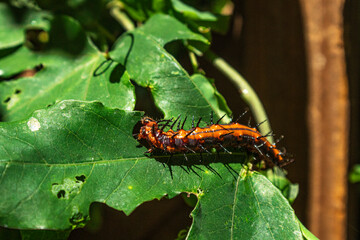 caterpillar on a leaf