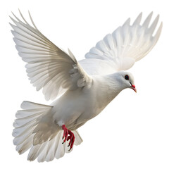 Fototapeta premium A white dove in mid flight with its wings spread wide against a plain white background in a studio shot
