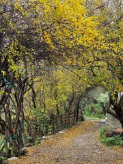 Natural tunnel of branches on a rural autumn path