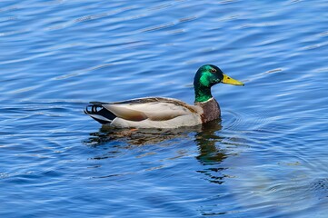 A Mallard Drake at Kensington Metropark, near Milford, Michigan.