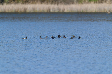 Ring Necked Ducks on a Lake at Kensington Metropark, near Milford, Michigan.