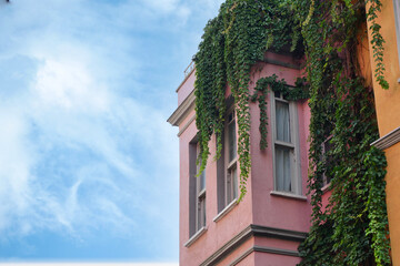 Vibrant building with lush green vines in urban setting