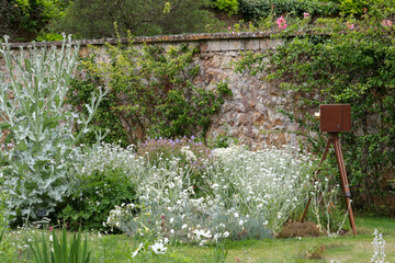 English walled garden with an antique camera on a wooden tripod.