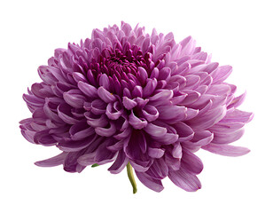 Purple chrysanthemum flower isolated on transparent background PNG