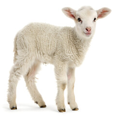 Fototapeta premium A fluffy white lamb standing on a white background looking at the viewer with a gentle expression