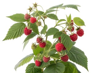 Raspberry Plant Full of Ripe Red Fruits Isolated on White Background
