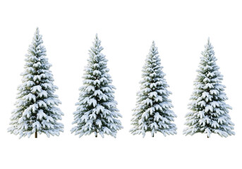 christmas tree branches