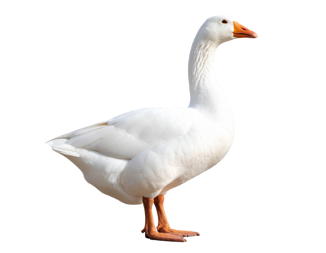 Side Profile of Graceful White Goose with Neck Extended Isolated PNG