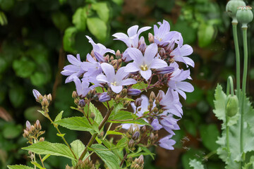 Campanula lactiflora or milky bellflower.Perennial for use in beds or borders.