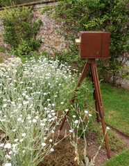 Vintage plate camera on a wooden tripod. Garden background.