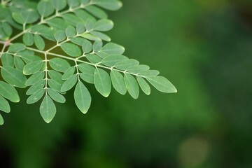 green Moringa leaves background