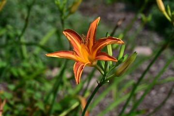 Obraz premium Orange dailily (Hemerocallis fulva) flowers. Asphodelaceae perennial plants. Orange flowers bloom in summer. The buds, leaves and roots are edible and used as herbal medicine.