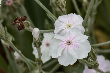 Lychnis Coronaria. Angels blush a rose. 