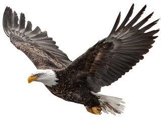 Obraz premium Penguin flying, transparent background PNG clipart cutout