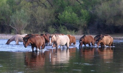 Naklejka premium Wild Horses Crossing the Salt River 