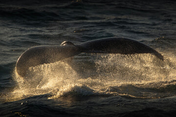 Humpback whale showing off its tail in the ocean near Gold Coast, Queensland, Australia.