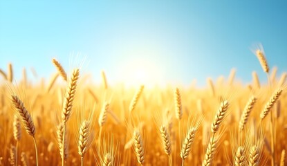 Close-up of golden wheat field waving in the wind, under a clear blue sky, sunlight highlighting the grain texture – natural farm background – high quality stock image

