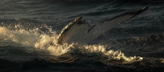Humpback whale showing off its tail in the ocean near Gold Coast, Queensland, Australia.