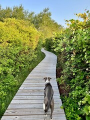 Dog walking on a curved wooden boardwalk through lush greenery