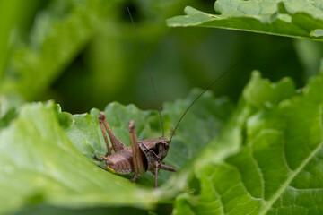 Eine Gewöhnliche Strauchschrecke auf einem grünen Blatt in der Seitenansicht