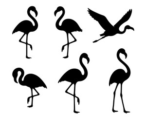 Obraz premium Set of Flamingo Silhouettes in Various Standing Poses Vector
