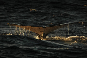 Humpback whale showing off its tail in the ocean near Gold Coast, Queensland, Australia.
