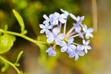 Cape leadwort, PLUMBAGINACEAE or Plumbago auriculata Lam and rain droplet