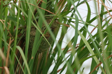 Baya Weaver nest