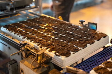 Filling of seedpots with peat soil mixture, growing healthy vegetables and greens for sale in...