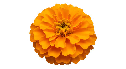 Closeup of a Vibrant Orange Zinnia Flower