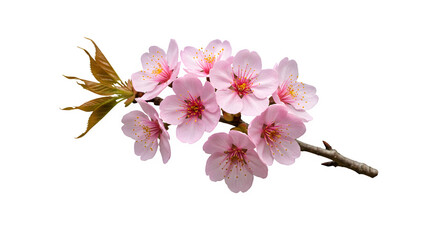 Delicate pink cherry blossoms with golden leaves on a slender branch
