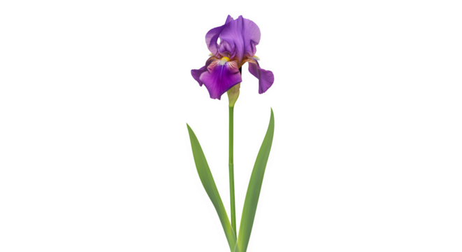 Isolated Purple Iris Blossom with Detailed Petals and Stem