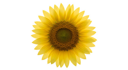 Fototapeta premium Radiant Sunflower Head with Golden Petals and Intricate Seed Pattern