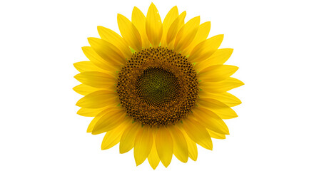Fototapeta premium Radiant Sunflower Bloom Golden Petals and Textured Center in Sharp Focus